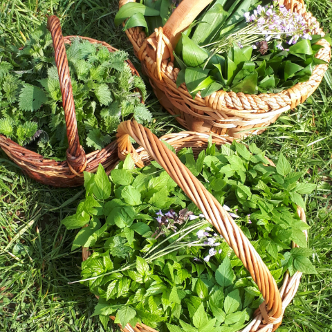 Natur Pur Wildpflanzenjahr Natur Pur Wildpflanzenjahr